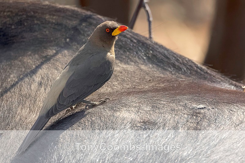 Yellow-billed Oxpecker - Botswana ~ Birds
