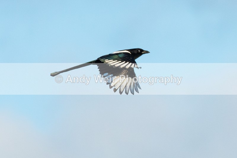 20161124-8E0A3035 - Corvids