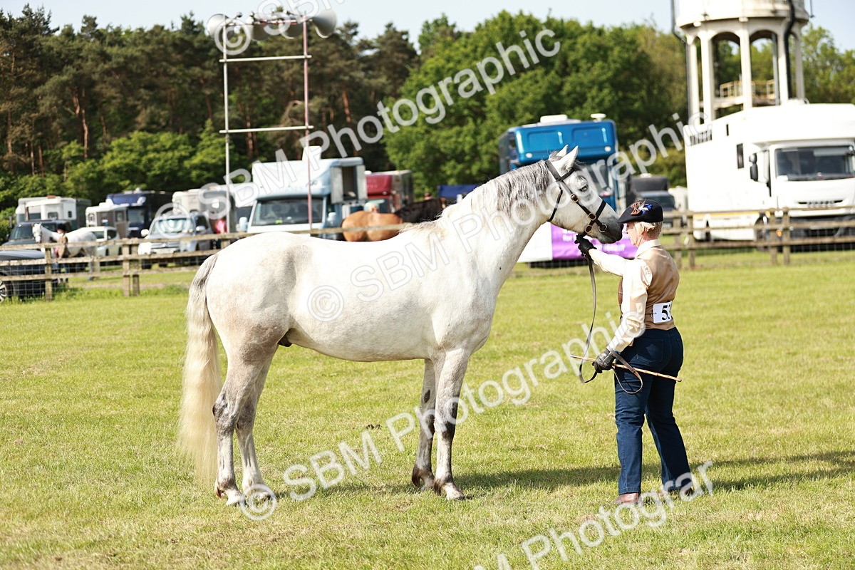 SBM_01672 - Class 14-23 - Mountain & Moorland In Hand Non Welsh
