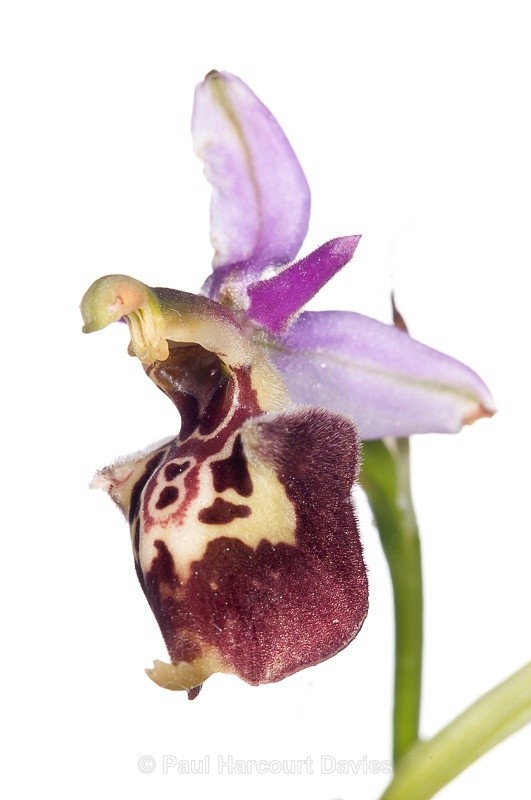  - WB: Orchids - Ophrys