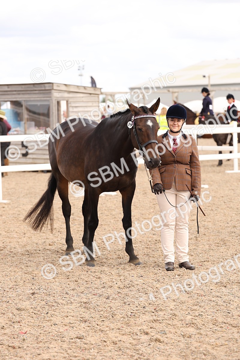 SBM_15379 - Class 210- IH Show Horse