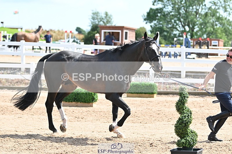 240717A-151425-02672 - Trot Up 3pm to 4pm