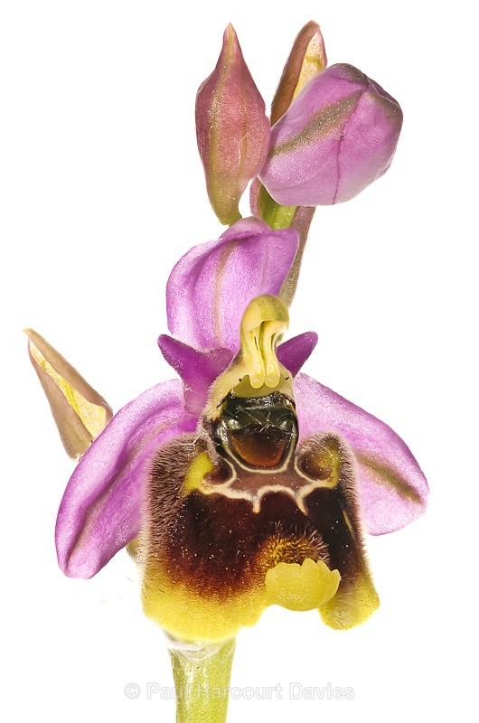  - WB: Orchids - Ophrys