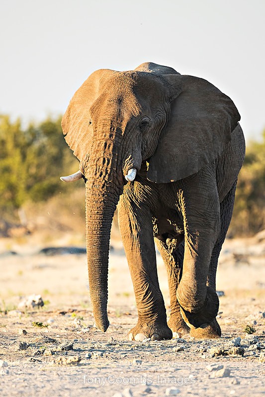 Elephant  (bull) - Etosha National Park ~ Mammals