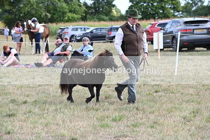 WJ6_6985 - Class 21 Shetland & Mini Horses