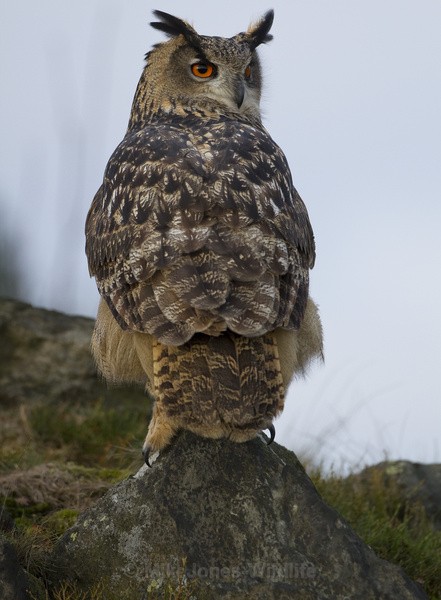  - EURASIAN EAGLE OWLS