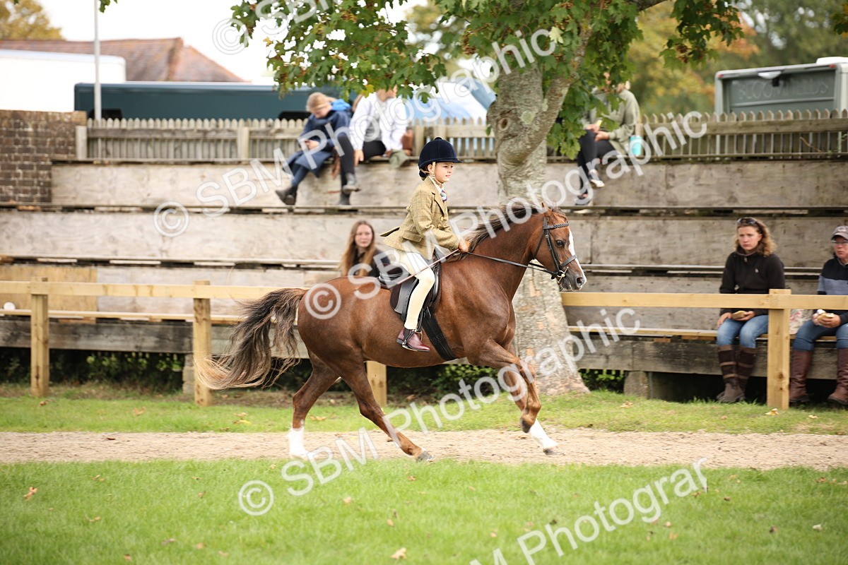 SBM_42310 - S13 - Pony Club Pony