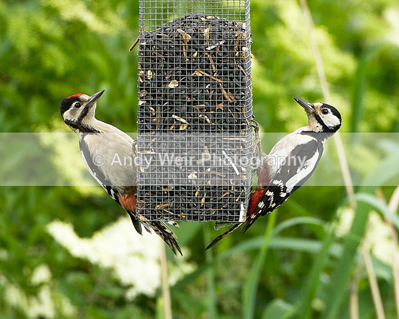 20130624-_MG_4341 - Woodpecker