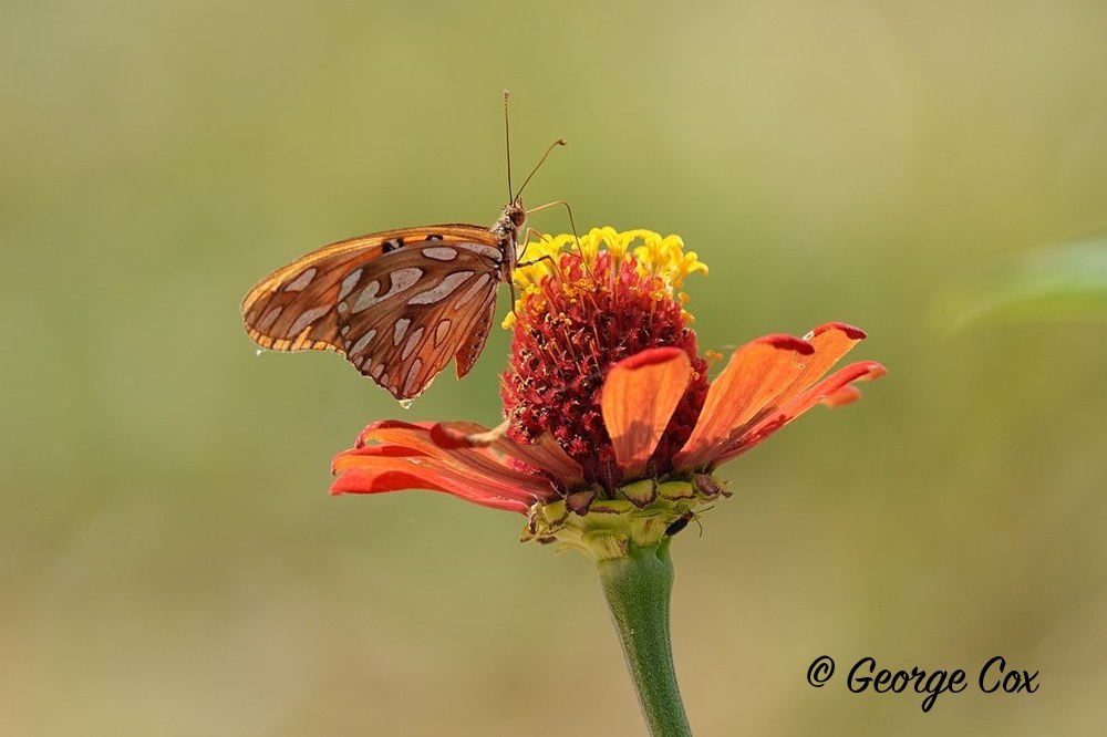 gulf fritillary 1