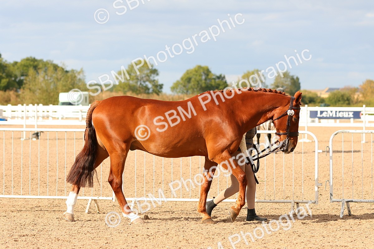 SBM_18326 - Class 318 - IH Part Bred Horse Pony