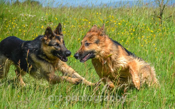  - Dogs