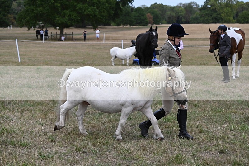 WJ6_6131 - Class 19 In-hand Veterans (Uploaded correct folder)