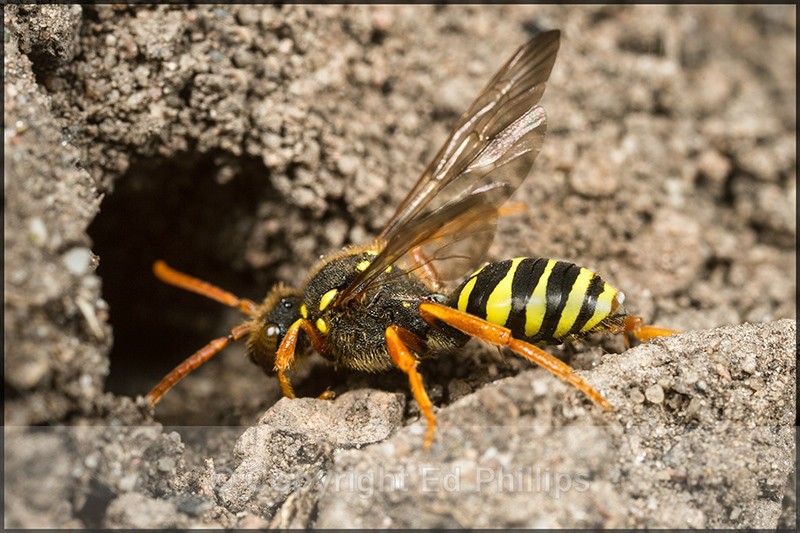 Nomada goodeniana (f) - Nomada goodeniana