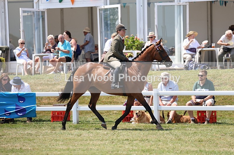 3E7A9379 - Class 12: Open Racehorse to Show Horse