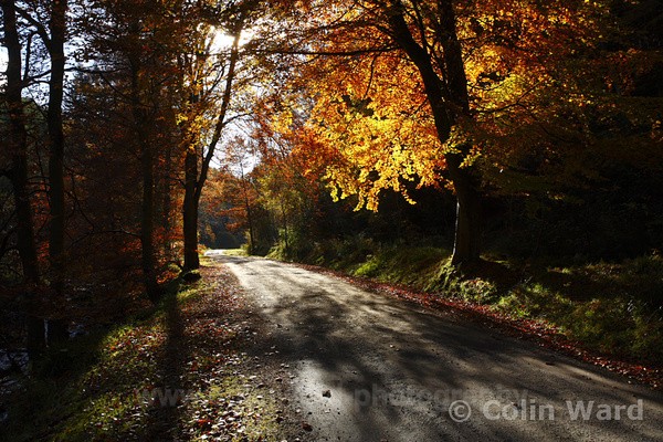 Forest Drive, Hamsterly. Ref 4552 - County Durham