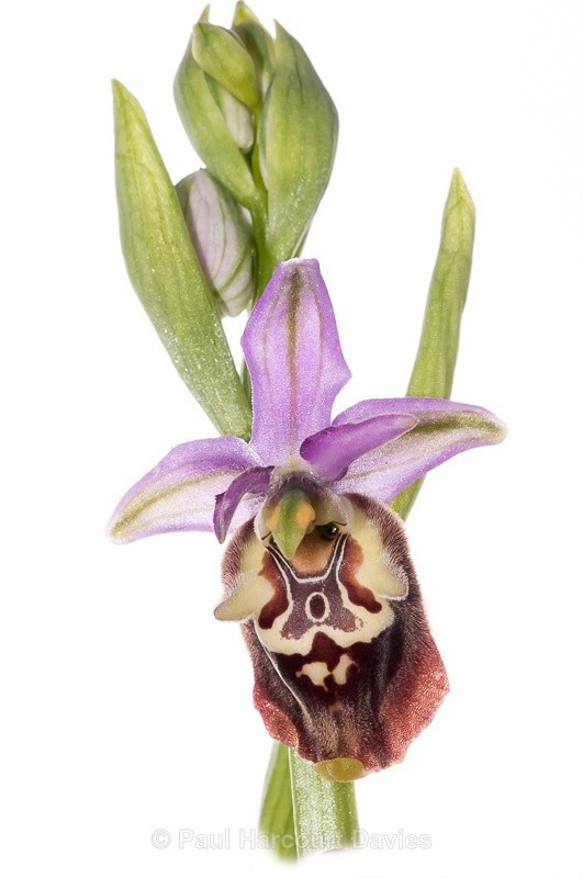  - WB: Orchids - Ophrys