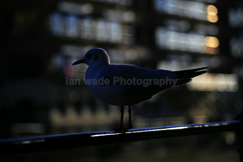 Black headed gulls on a railing in Bristol_0087 - Birds, swans and gulls