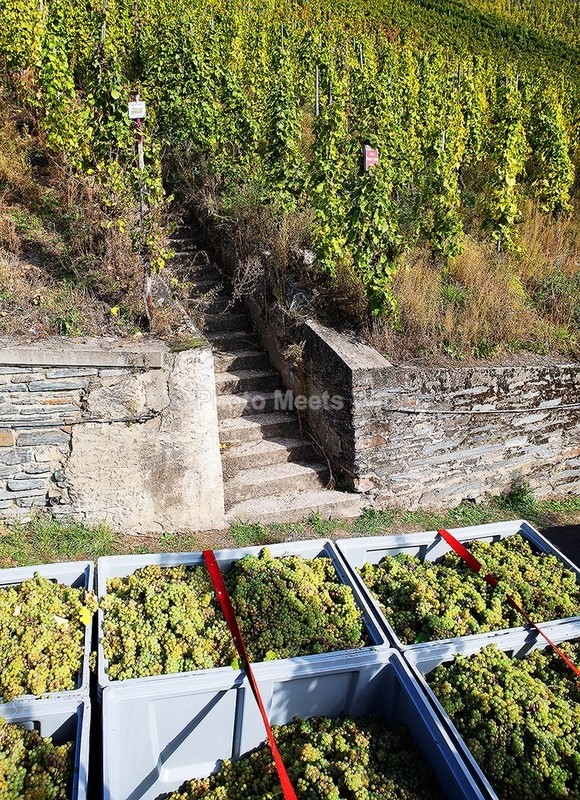  - Vineyards & Vines / Weinberge & Reben