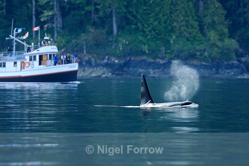Orca watching, Johnstone Strait, Canada - Dolphin