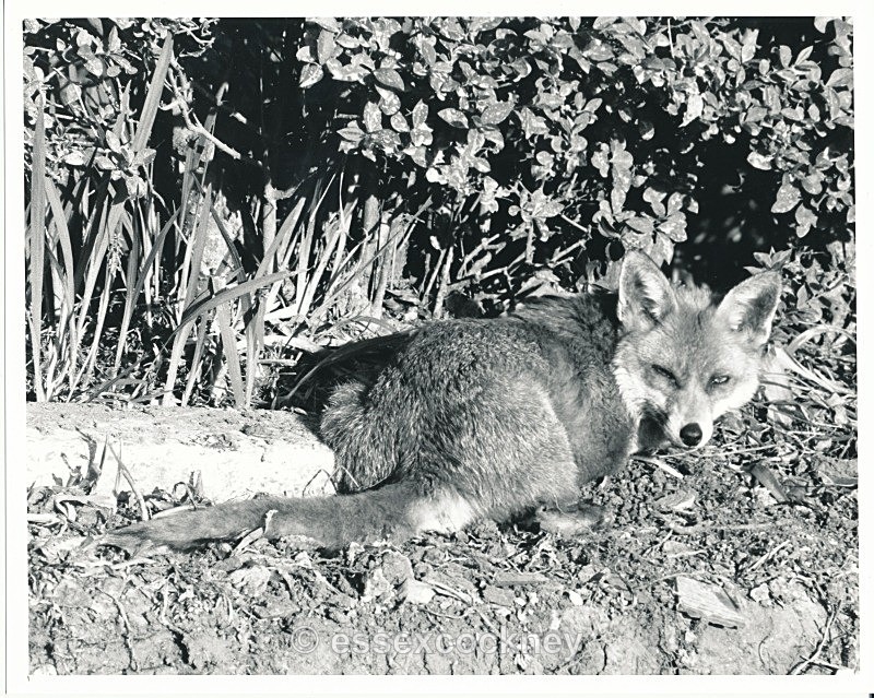  - Local residents of the hairy kind Benfleet and Essex