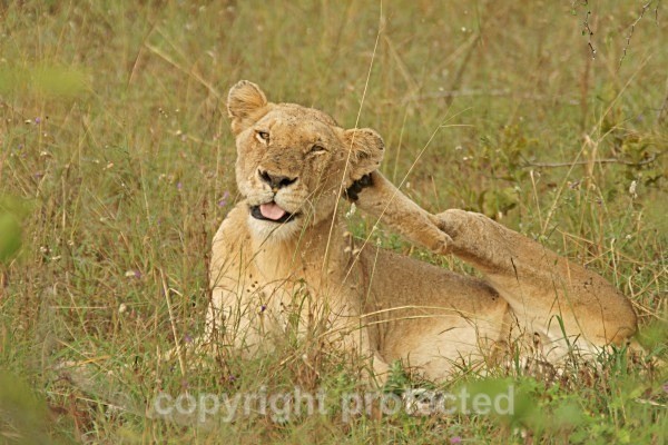 What did you say? - African Lions