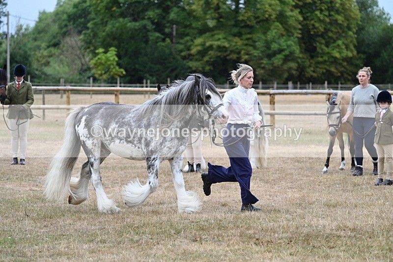 WJ7_9635 - Class 5 Most Handsome Gelding (up to 14.2hh)