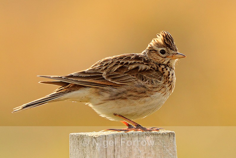 Backlit shot of a Skylark perched on a fence post on Islay - Skylark