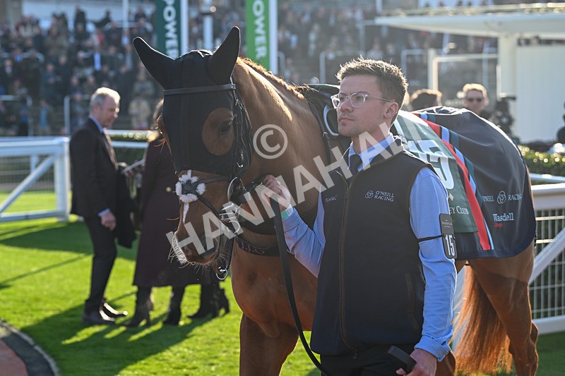 151124-Race 1-Paddock-Stay If U Want To-7204 - Race 1