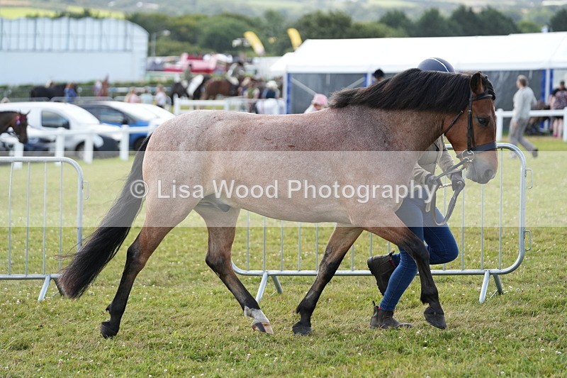 DSC05715 - Class 51: NPS M&M 4 years and over Large Breeds