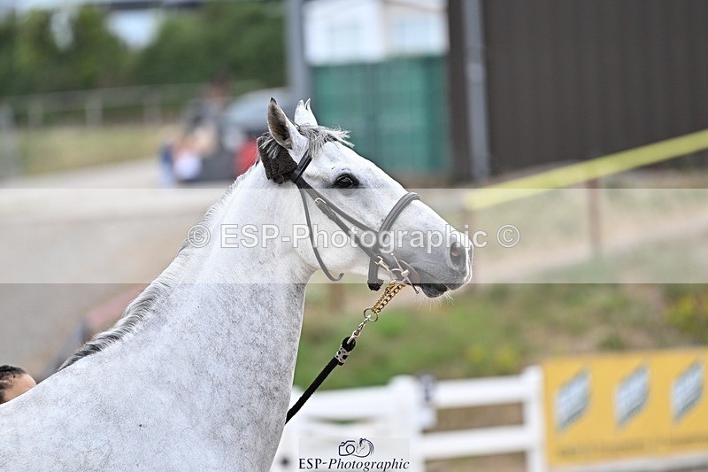 250716-170152-00801 - Trot Up 4.30 to 5.00