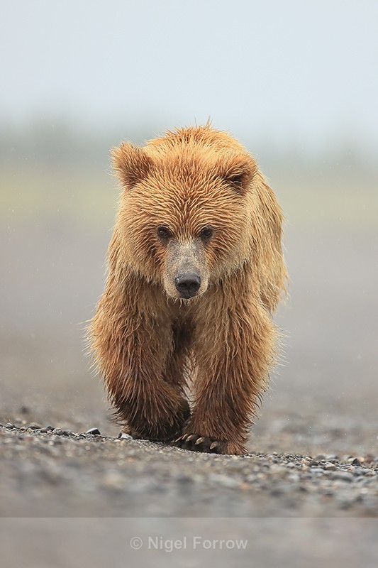 Brown Bear walking front view, Silver Salmon Creek, Alaska - Brown Bear