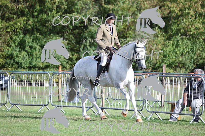 APP_4208 - Class 15a/b Pony club pony/Riding club horse