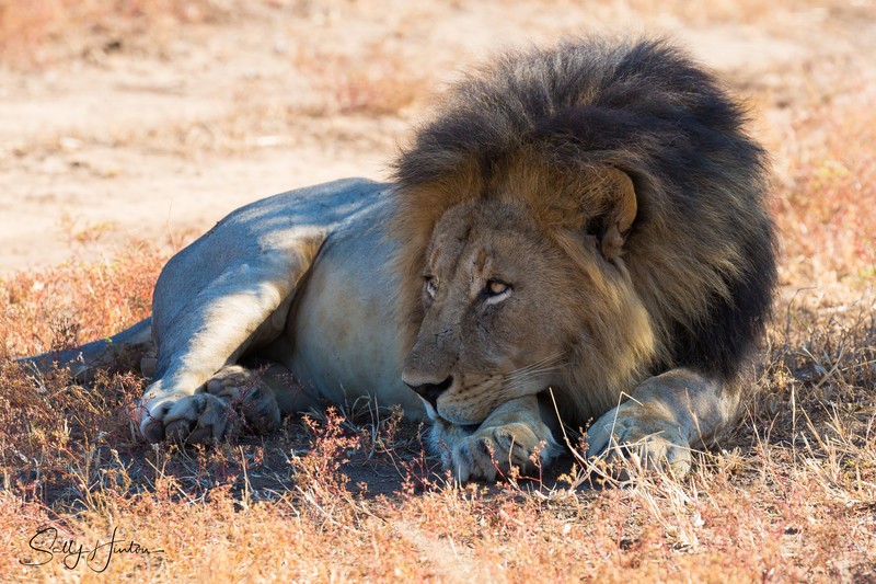 Lion Resting