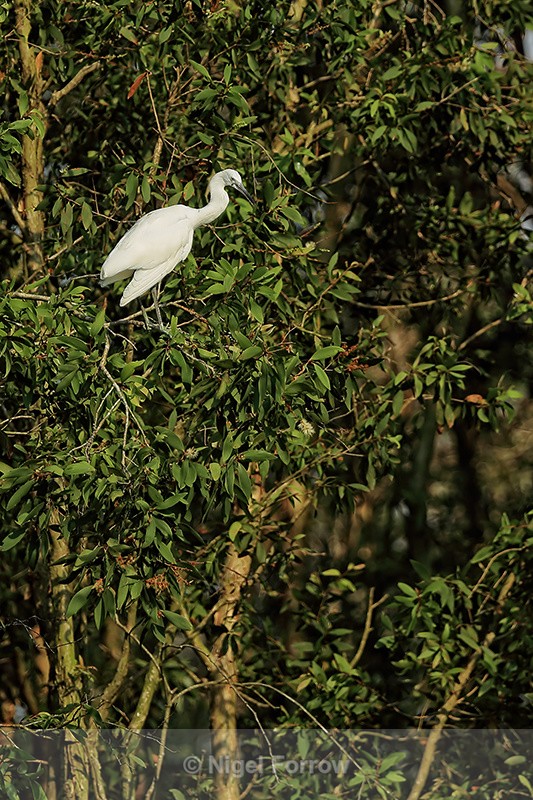 Little Egret perched in tree, Gao Giong, Vietnam - Little Egret