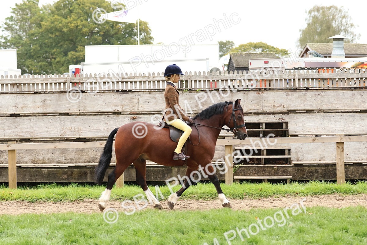SBM_69540 - S62 - Mountain & Moorland Ridden Large Breeds