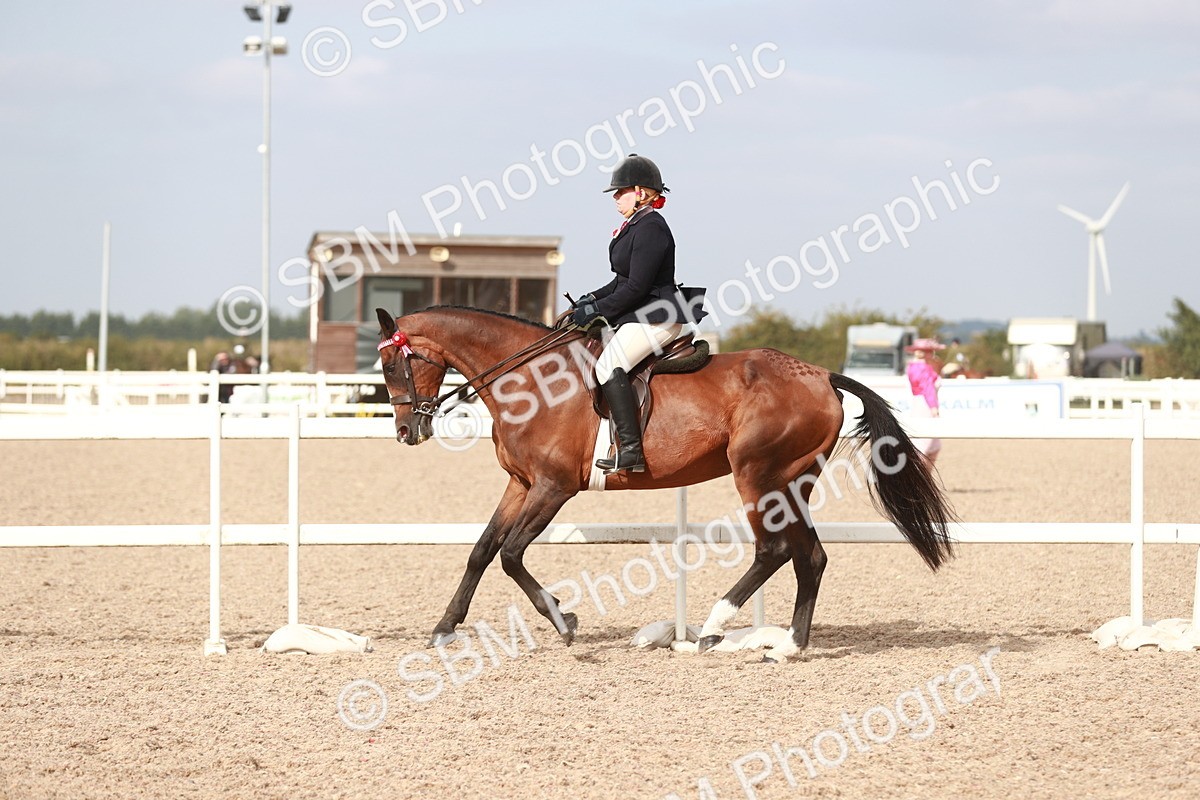 SBM_17530 - Class 215 Ridden Hack/ Riding Horse