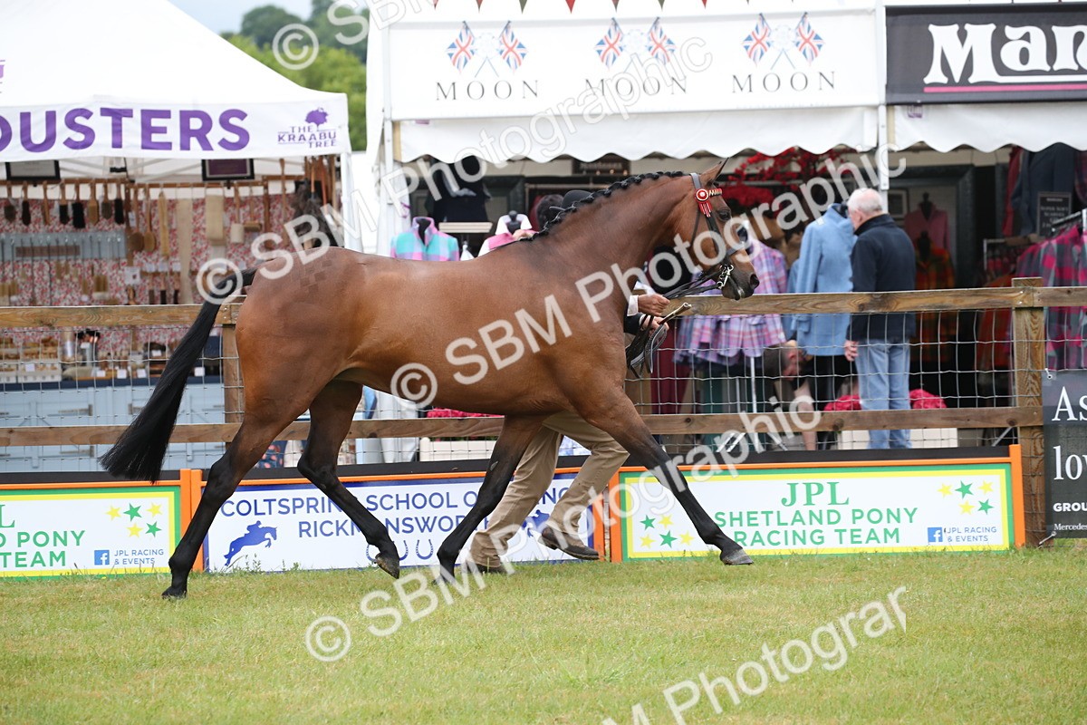 SBM_00156 - Class 17-20 - Arab & Part Bred - Anglo Arab In Hand