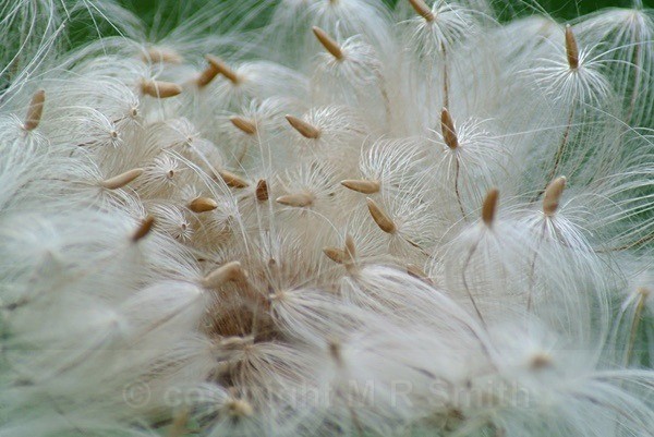 Wild Seeds - MACRO & CLOSE UPS