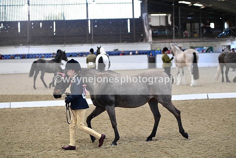 WJ5_3582 - Class 5 In Hand Veterans