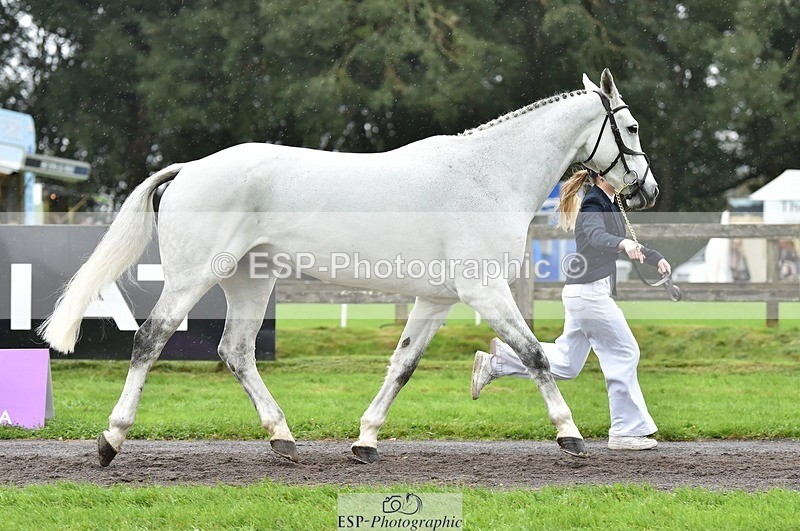 231018-125136-00580 - 072-CARROW.IROKO-Alice.England-TrotUp