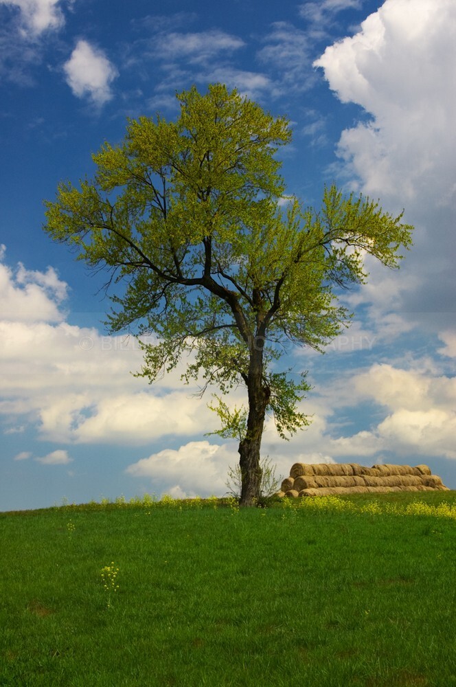TheTreeProjectSpringGreen - The Tree Project