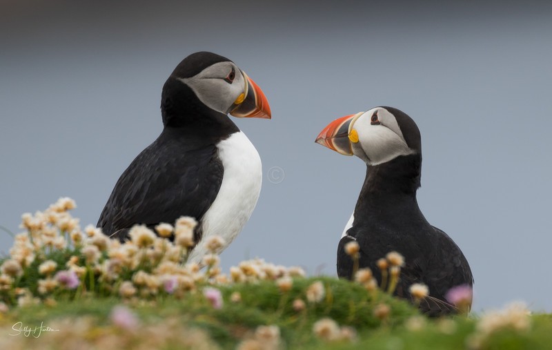 Cute Puffin 9