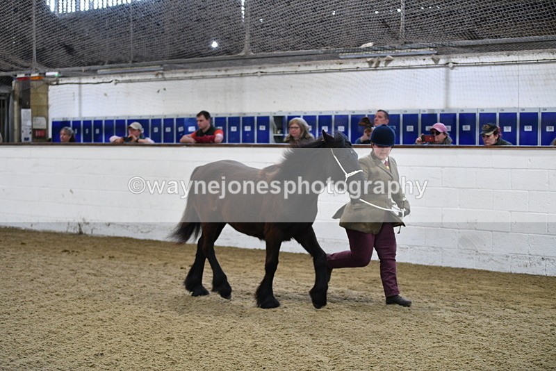 WJ5_3523 - Class 1 Youngstock