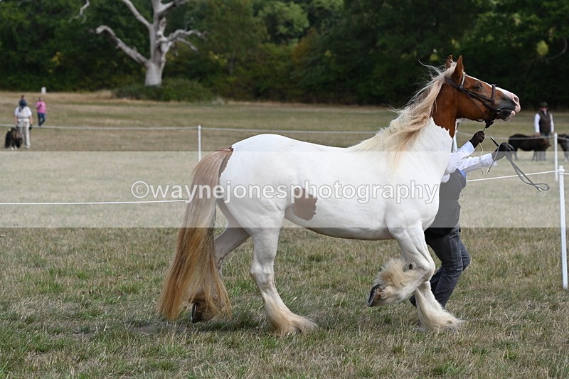 WJ6_6554 - Class 20 In-hand Cob