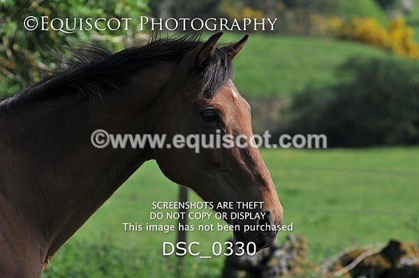 DSC_0330 - ARCHIVE REQUEST - Quincy and Guinness