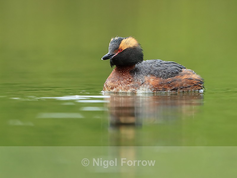 Summer plumage Slavonian Grebe, Iceland - Slavonian Grebe