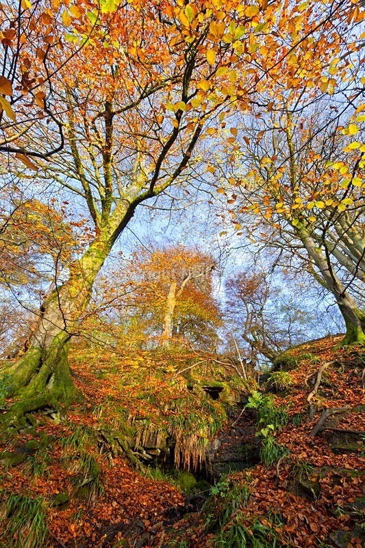 Calderglen Country Park, South Lanarkshire1 - Portrait format
