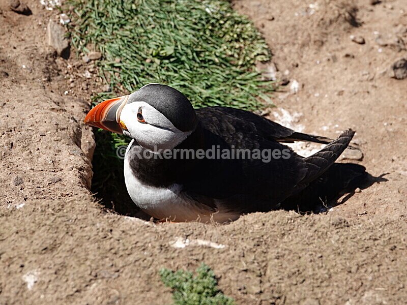 DSC00344 - Skomer 2019