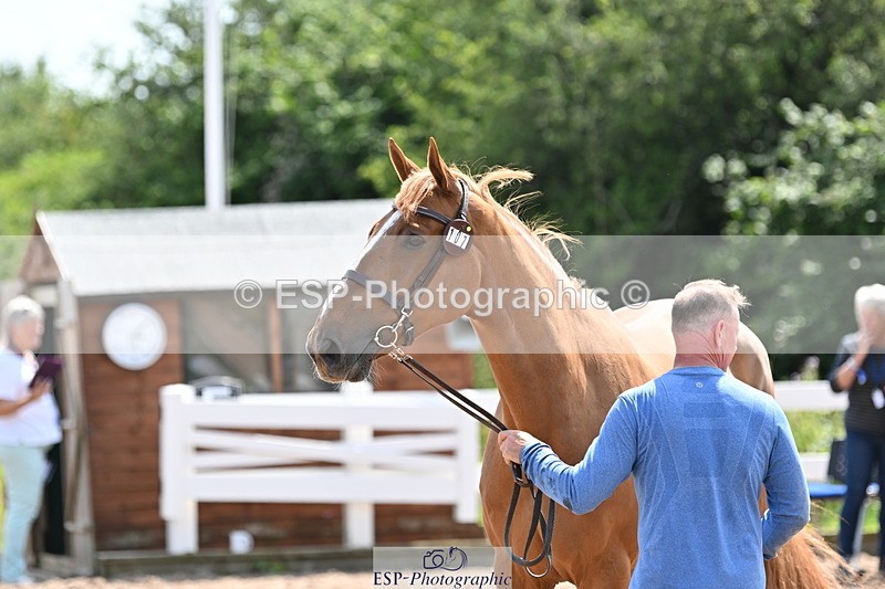 240717A-150606-02539 - Trot Up 3pm to 4pm