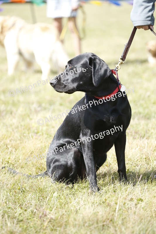 20250831-3685 - Dog Show